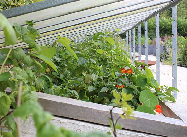 Les nombreux bienfaits du potager