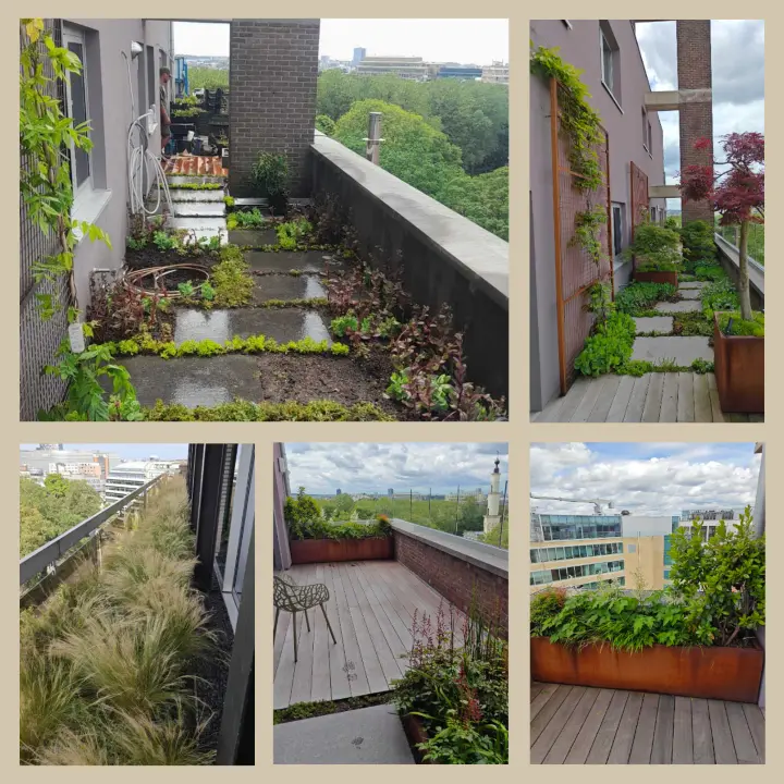 Jardin terrasse avec bacs Corten, deck IPE, végétation grimpante et érables japonais Bruxellesardin terrasse avec bacs Corten, ardin terrasse avec bacs Corten et érables japonais Bruxelles et érables japonais Bruxelles